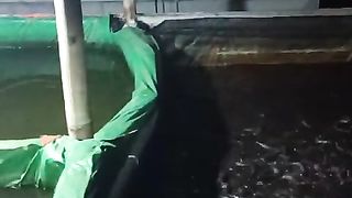 Beginilah kegiatan petani ikan lele❗Gak jauh dari ngopi, udud, ngasih makan lele