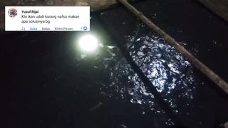 Ikan lele malas makan, ini penyebab dan cara mengatasinya