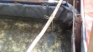 Kalau ganti air kolam diusahakan air lama yang berwarna hijau gunakan kembali agar air kolam tidak terlalu bening