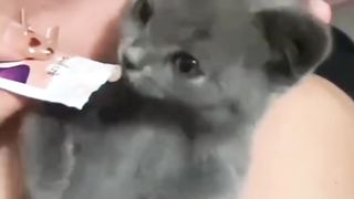 Cute Kitten Wakes Up with Food