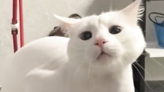 Funny Cats????#shorts.
