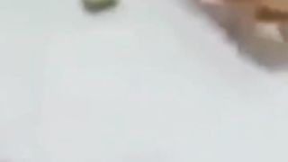 ????Cats Scared By Cucumbers!.????????????