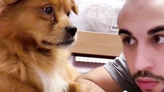 Dog funny