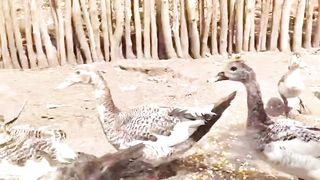 Meus patinhos