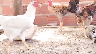 Meu FRANGOS