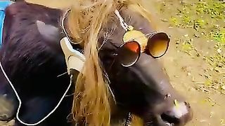 full Funny Video