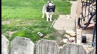 Funny Dog Viral Video 87