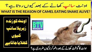 Surprising Facts About Camels || Amazing Facts About Camels || #camel #snacks