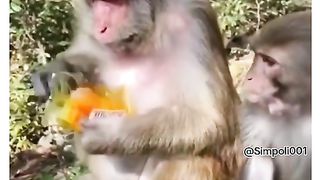 Funny Monkey Viral Video 104