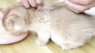 How To Vaccinate A Kitten 2