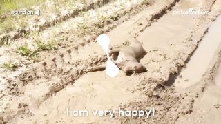 Try Not to Laugh CHALLENGE ｜ 30 Minutes of Funny Dogs