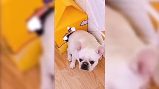 Dogs Videos But Try Not To Laugh????????Part 80 2