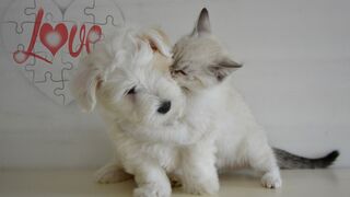 funny and cute cats