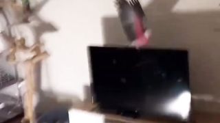 la tempête Rio ????????