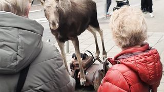 Norwegian moose in Oslo norway