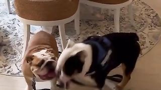 Dog happy dance after getting chicken leg