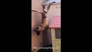 Funniest Cats & Dogs Videos ???????? ｜｜ ???????? Try Not To Laugh!