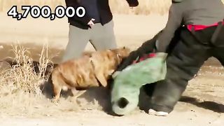 20 Most Illegal Dog Breeds in the World 3
