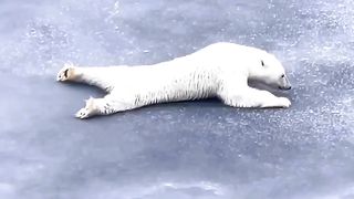 Cute polar bear