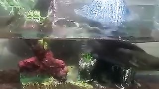 Ikan chana galak