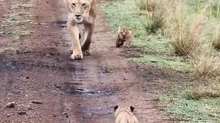 Lioness and cubs