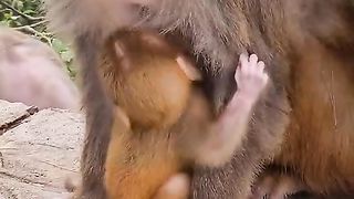 Adorable Cute Baby Monkey