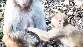 Afraid To Ask For Mother's Milk
