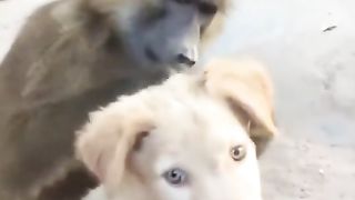 Baboon Monkeys Loking For Dog Fles