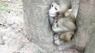 Baby Monkey Crying For His Mother