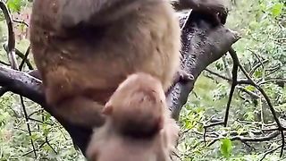 Baby Monkey Crying Not Being Fet