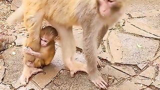 Baby Monkey Hugs Moher's Leg Crying