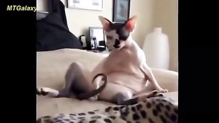 Funny Videos Compilation of Animals