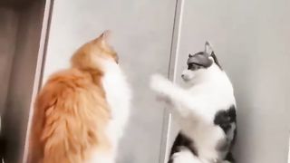 Funny cats and dogs 20
