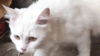 pregnant female cat