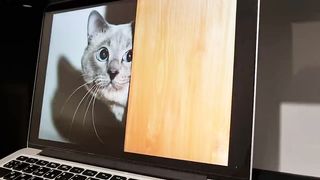 Prank with cat