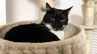 Cute cat 97