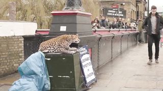 Leopard prank