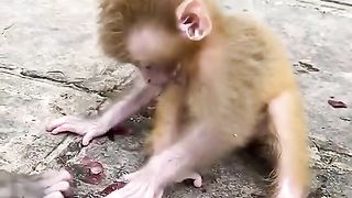 Baby Monkey is So Cute