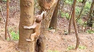 baby monkey is very scared at his mother's stay????????