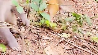 baby monkey is very scared