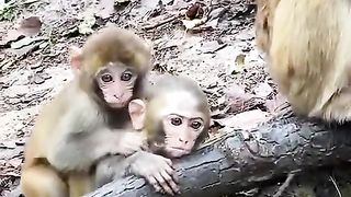 baby monkey learning to mate????