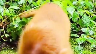 Baby monkey likes to eat apples