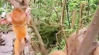 Baby Monkey Playing On A Tree Branch????????