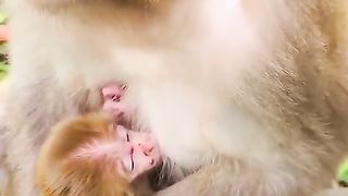 baby monkey sad bleeding attacked by big monkeys