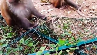 baby monkey trapped, mother trying to help