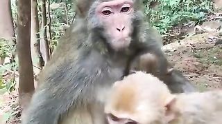Big monkey sucking loudly