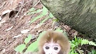 carried on the mother's back is very beautiful
