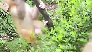 clever baby monkey climbing down the tree