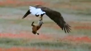 Eagle 11