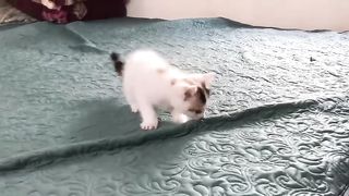 Cute Kittens - Funny and Cute Cat Videos Compilation 2023 #11 2